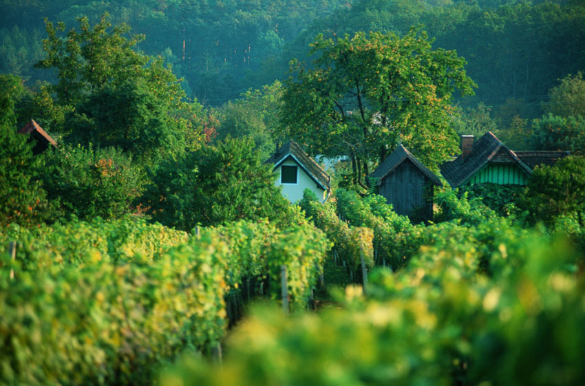 05_Csaterberg_Keller