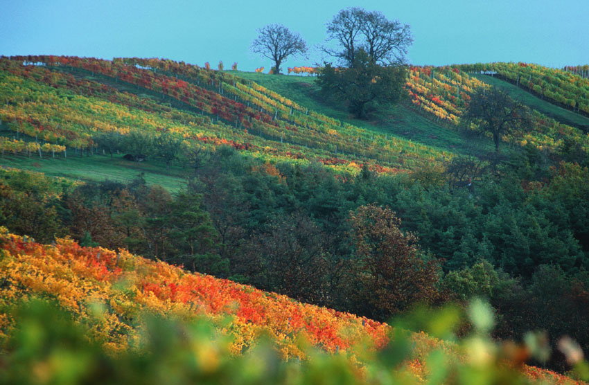 81_Csaterberg_Herbst